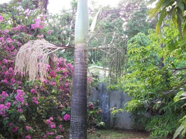Marl Self Catering Villa Pointe La Rue Exterior photo